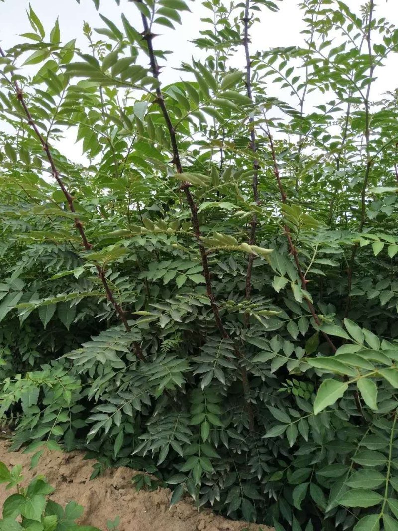 大红袍花椒苗，无刺花椒苗