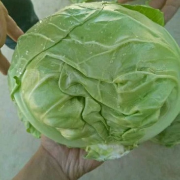 中甘21甘蓝精品产地直销靠谱卖家