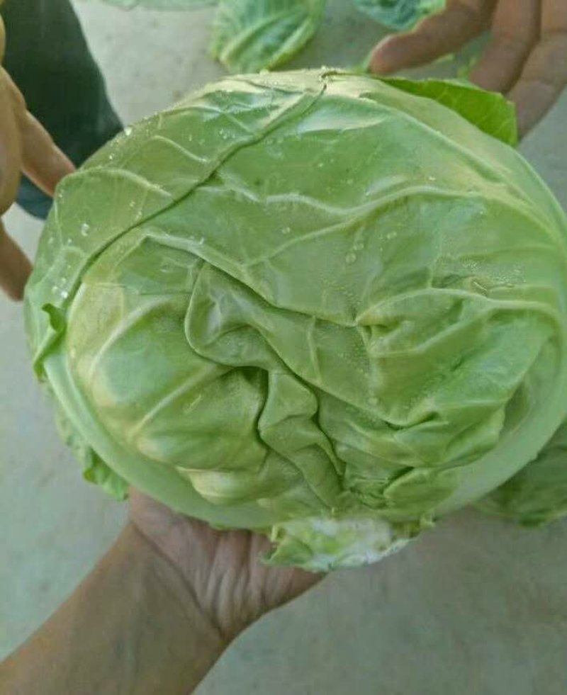 中甘21甘蓝精品产地直销靠谱卖家