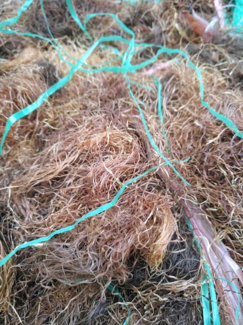 玉米须