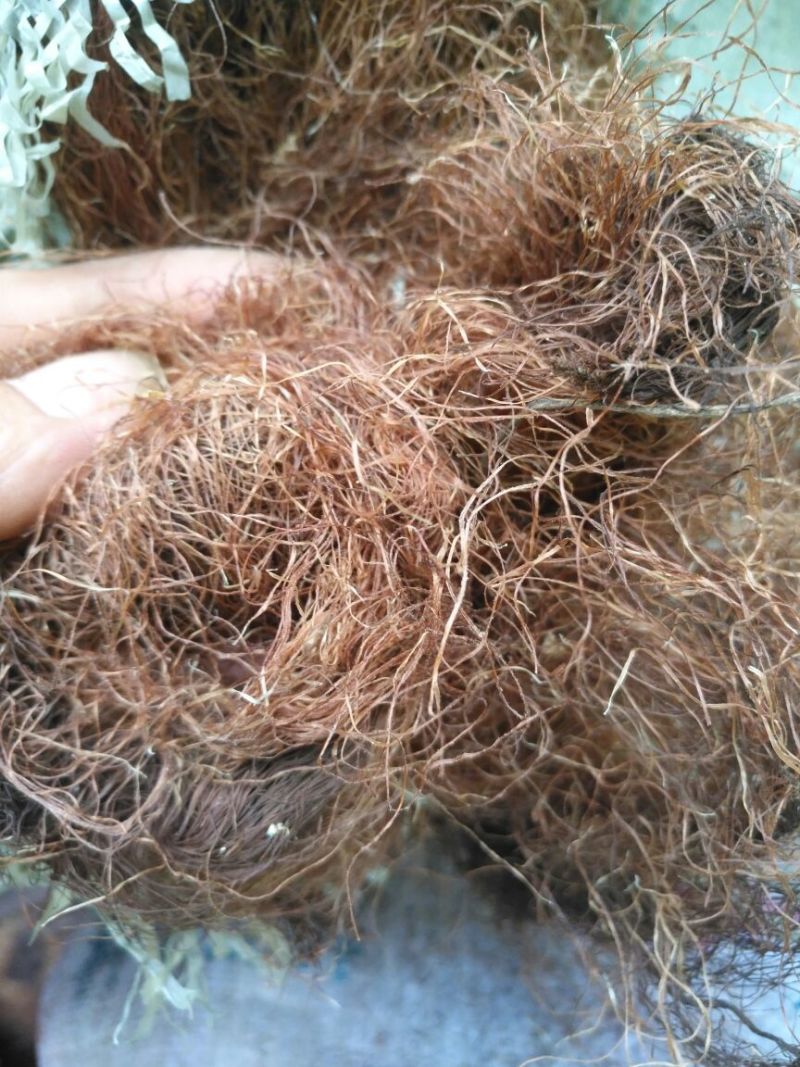 玉米须