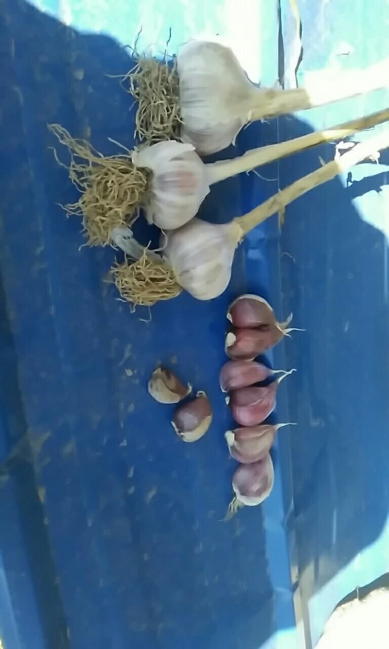 紫皮蒜