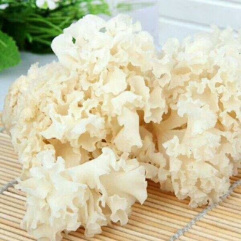 绣球菌鲜品！干品供应！