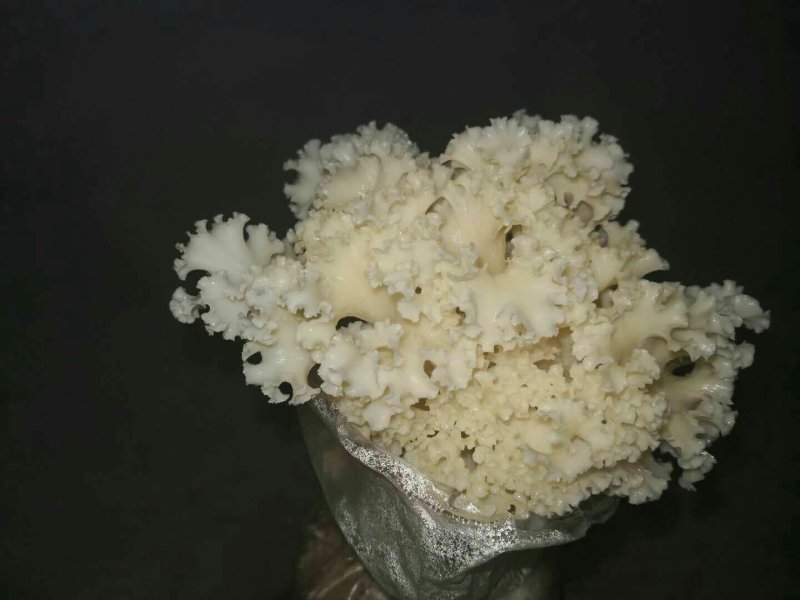 绣球菌鲜品！干品供应！