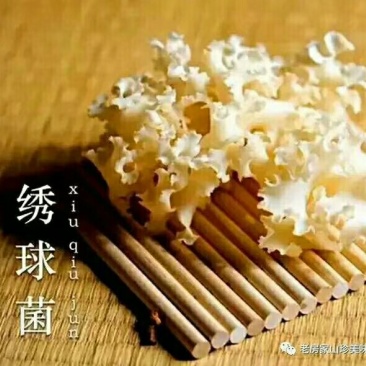 绣球菌鲜品！干品供应！