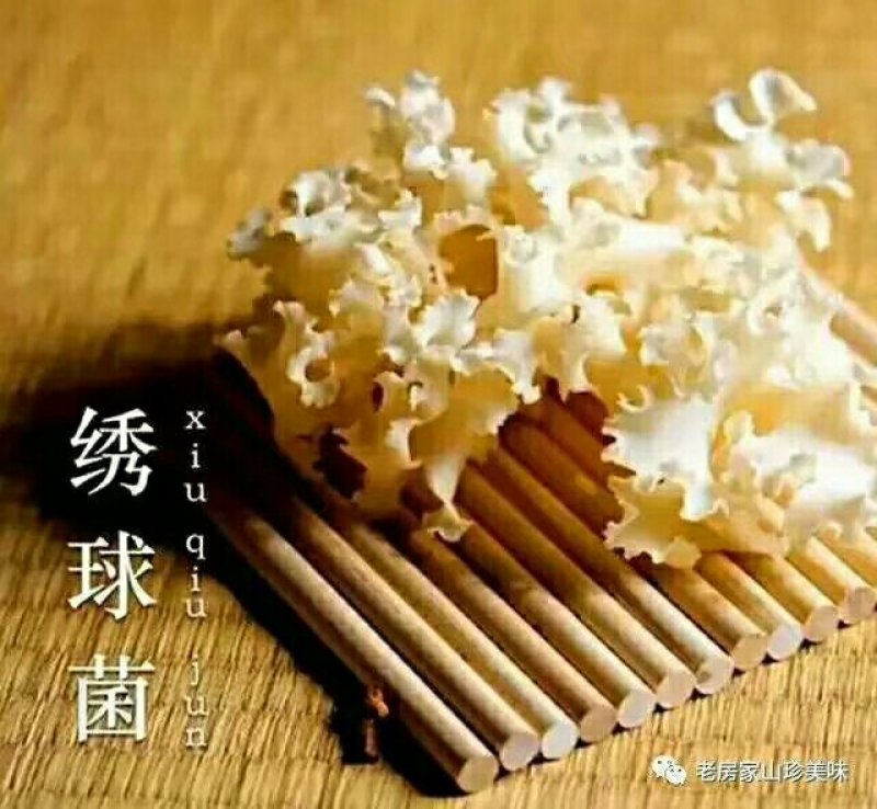绣球菌鲜品！干品供应！