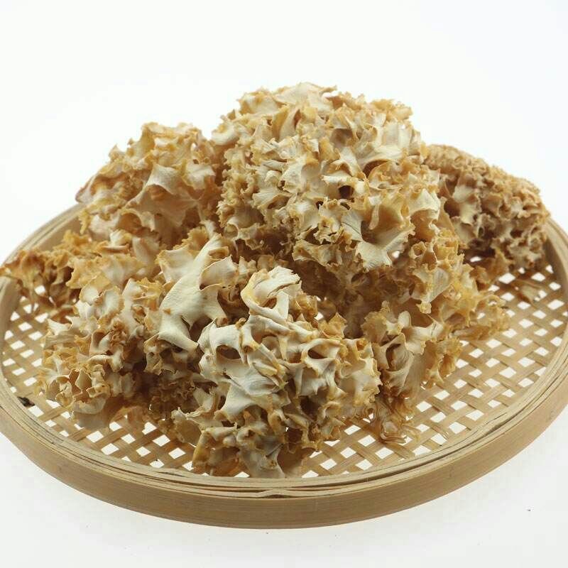 绣球菌鲜品！干品供应！