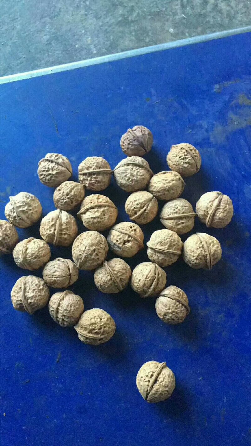 云南纸皮核桃