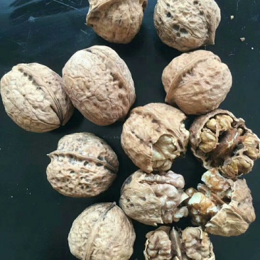 云南纸皮核桃
