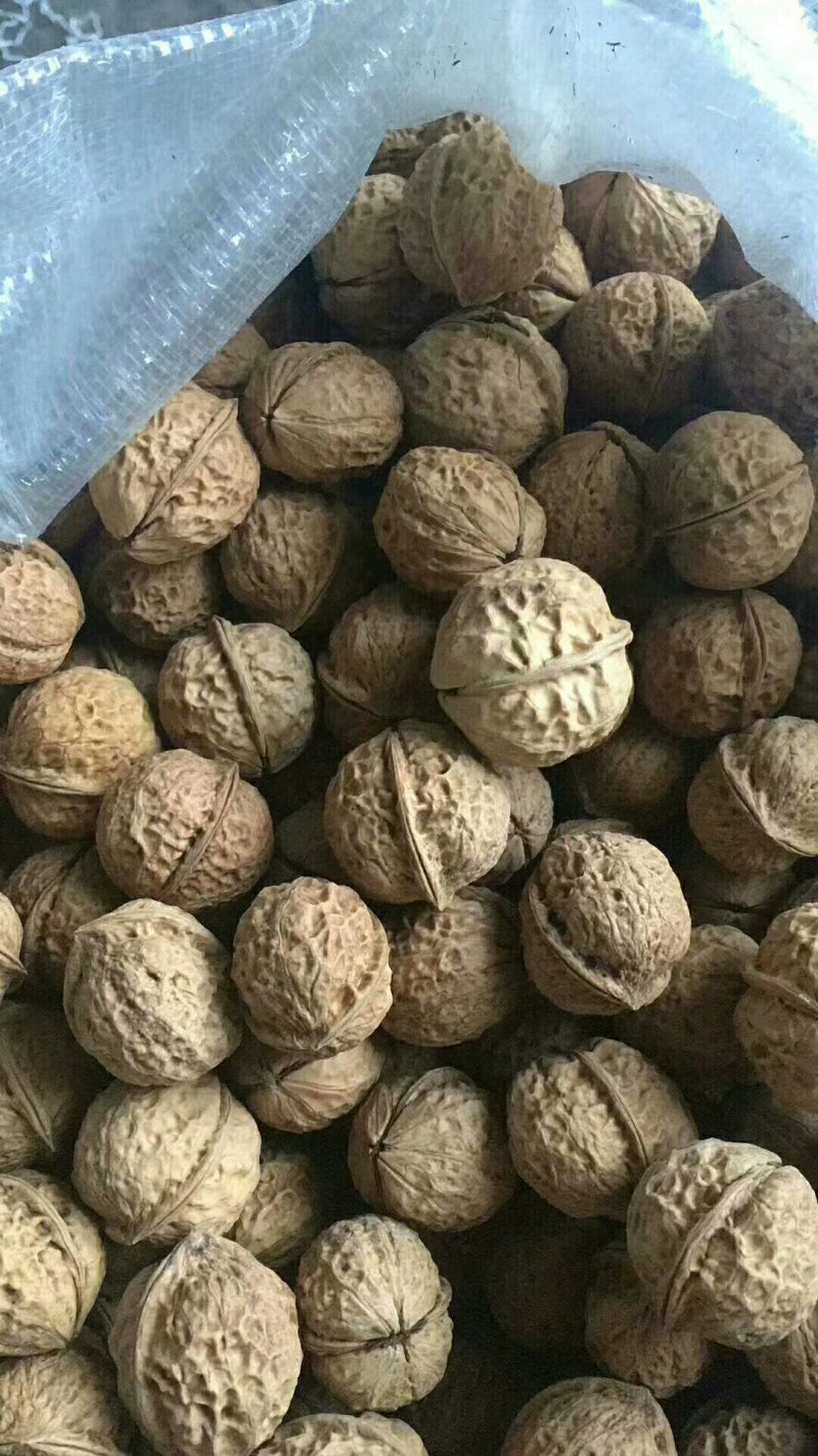 云南纸皮核桃