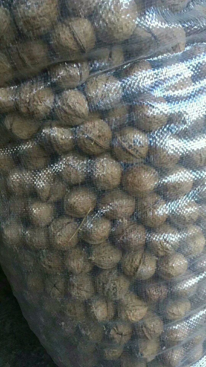 云南纸皮核桃