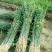 批枳壳苗粗度0.4柑橘苗占木积壳小苗现货预定优惠