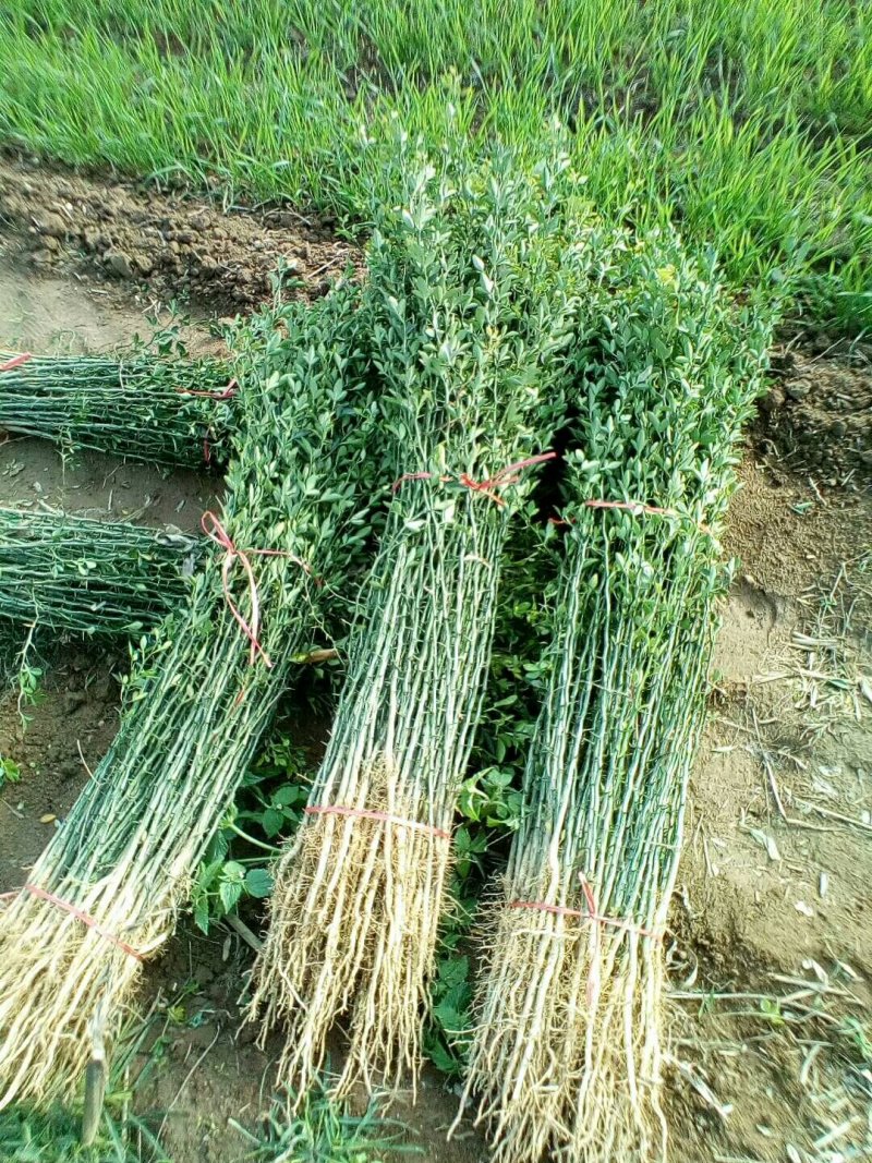 批枳壳苗粗度0.4柑橘苗占木积壳小苗现货预定优惠