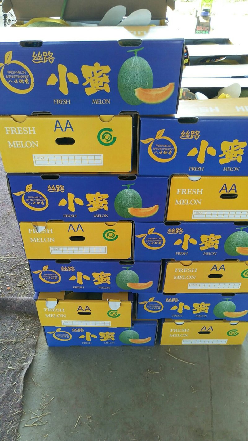 西周密25号