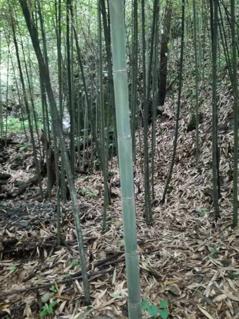 方竹笋