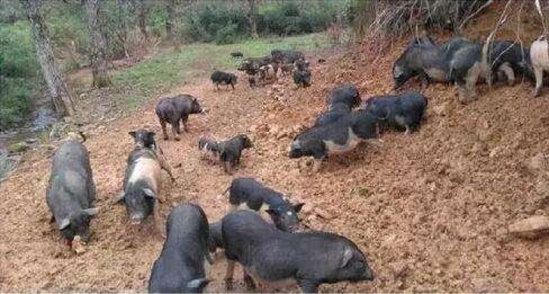 纯放养式生态猪，不吃任何饲料