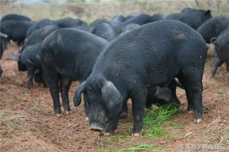 纯放养式生态猪，不吃任何饲料