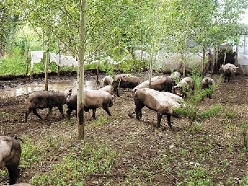 纯放养式生态猪，不吃任何饲料
