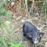 纯放养式生态猪，不吃任何饲料
