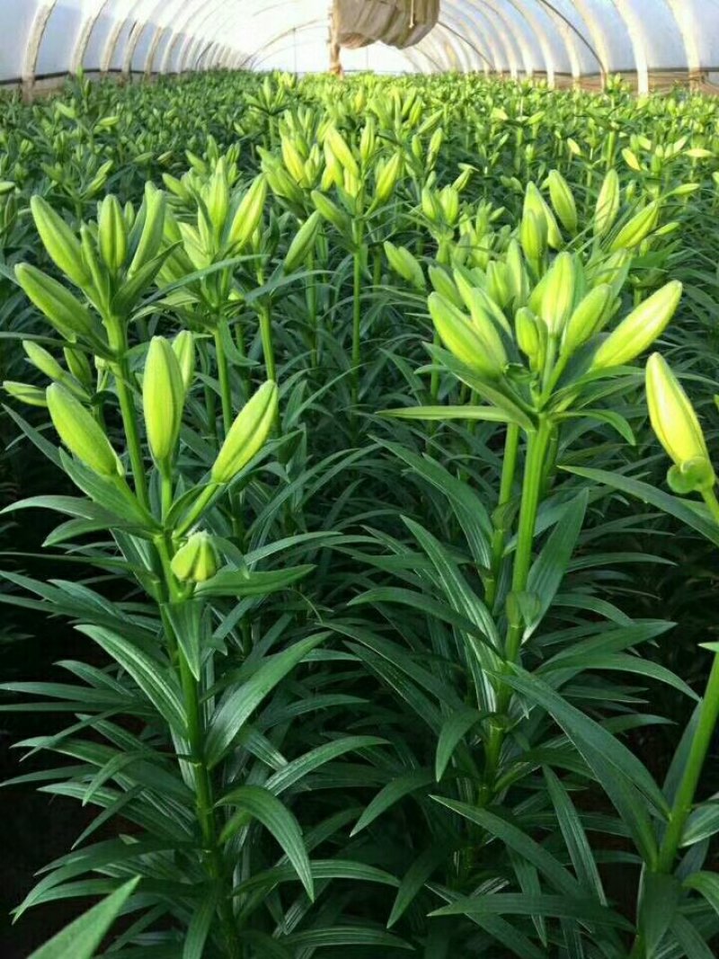 荷兰进口百合种球重瓣香水切花百合盆栽大花庭院种植浓香
