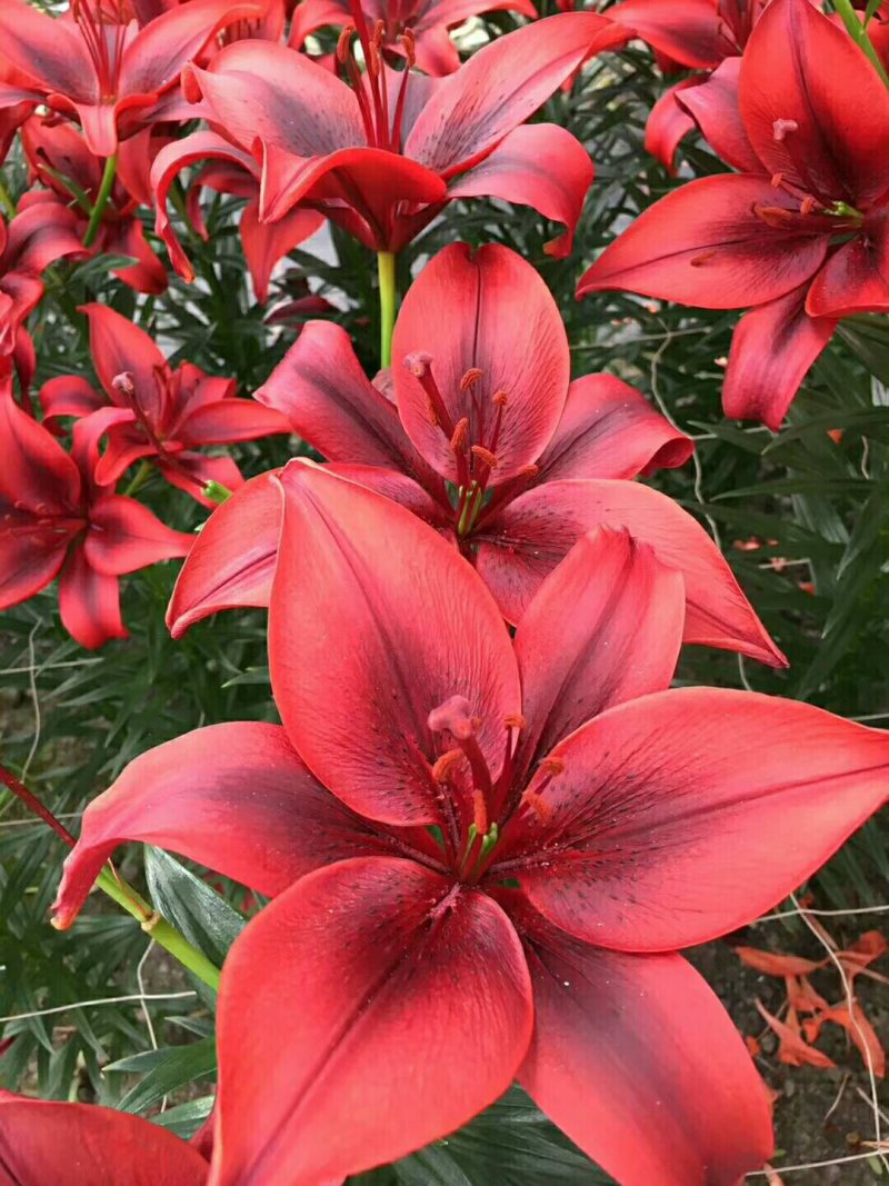荷兰进口百合种球重瓣香水切花百合盆栽大花庭院种植浓香