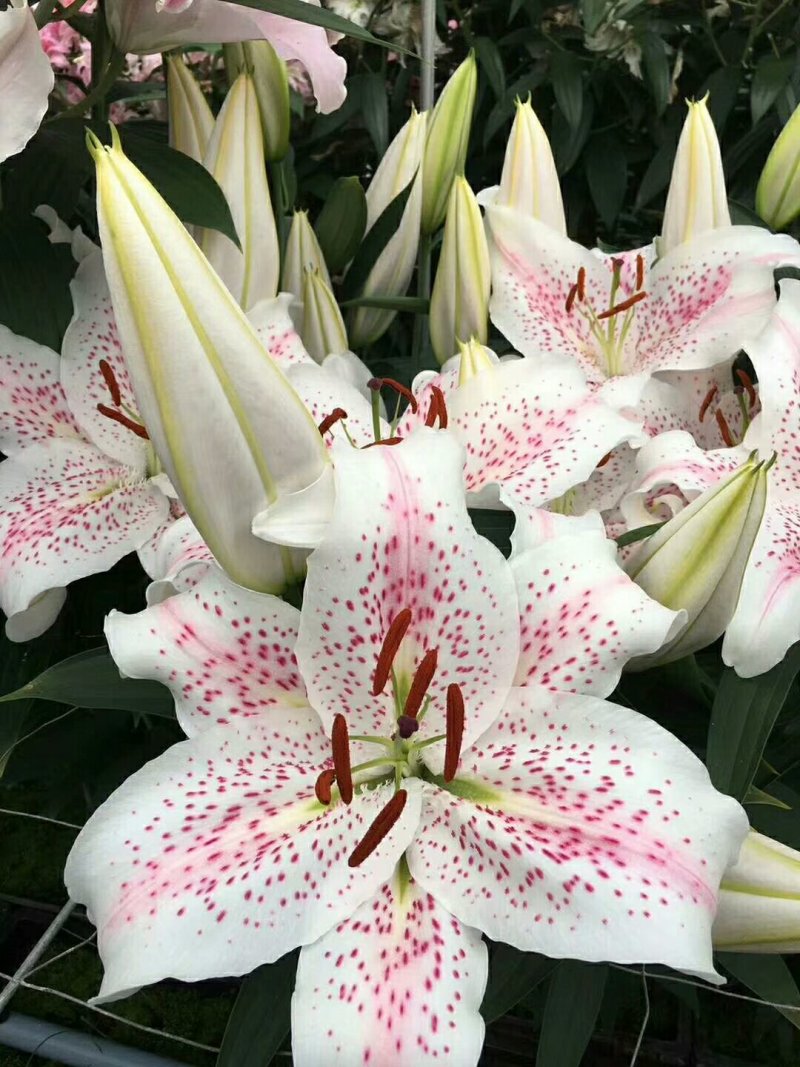 荷兰进口百合种球重瓣香水切花百合盆栽大花庭院种植浓香