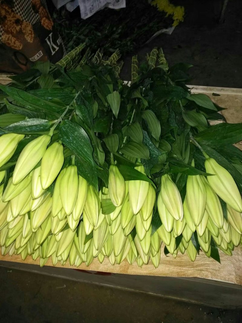 荷兰进口百合种球重瓣香水切花百合盆栽大花庭院种植浓香