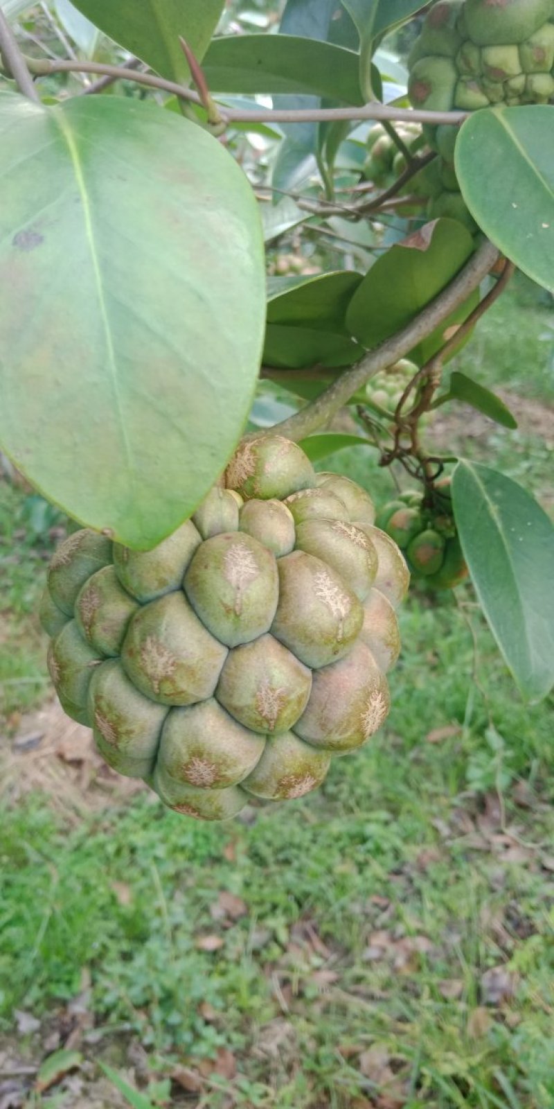 黑老虎
