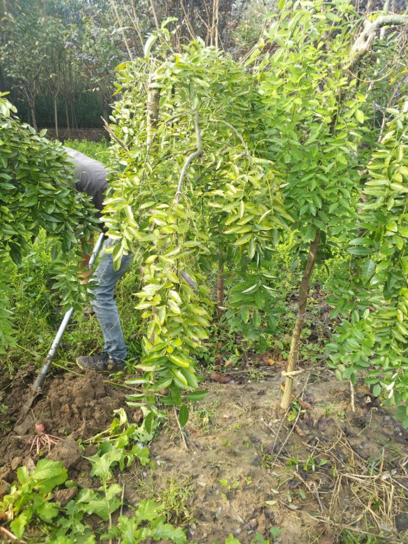 龙爪槐苗垂槐垂槐苗别墅小区道路绿化可视频看货