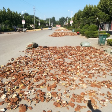 批发出售赤灵芝