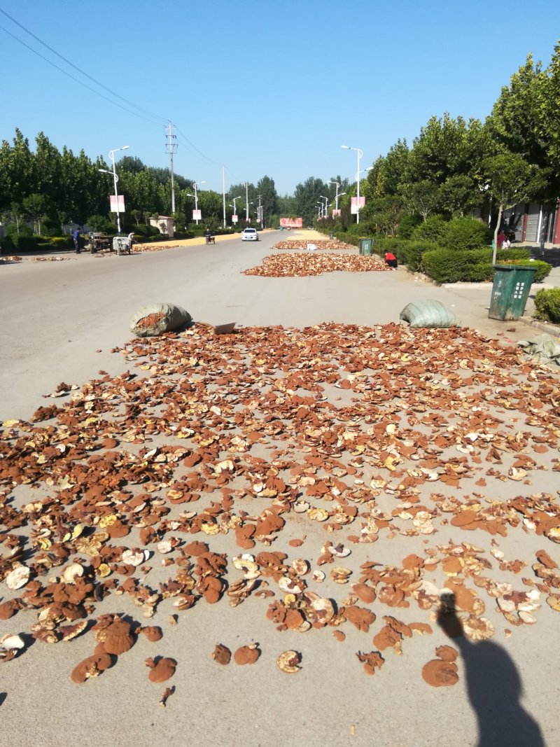 批发出售赤灵芝