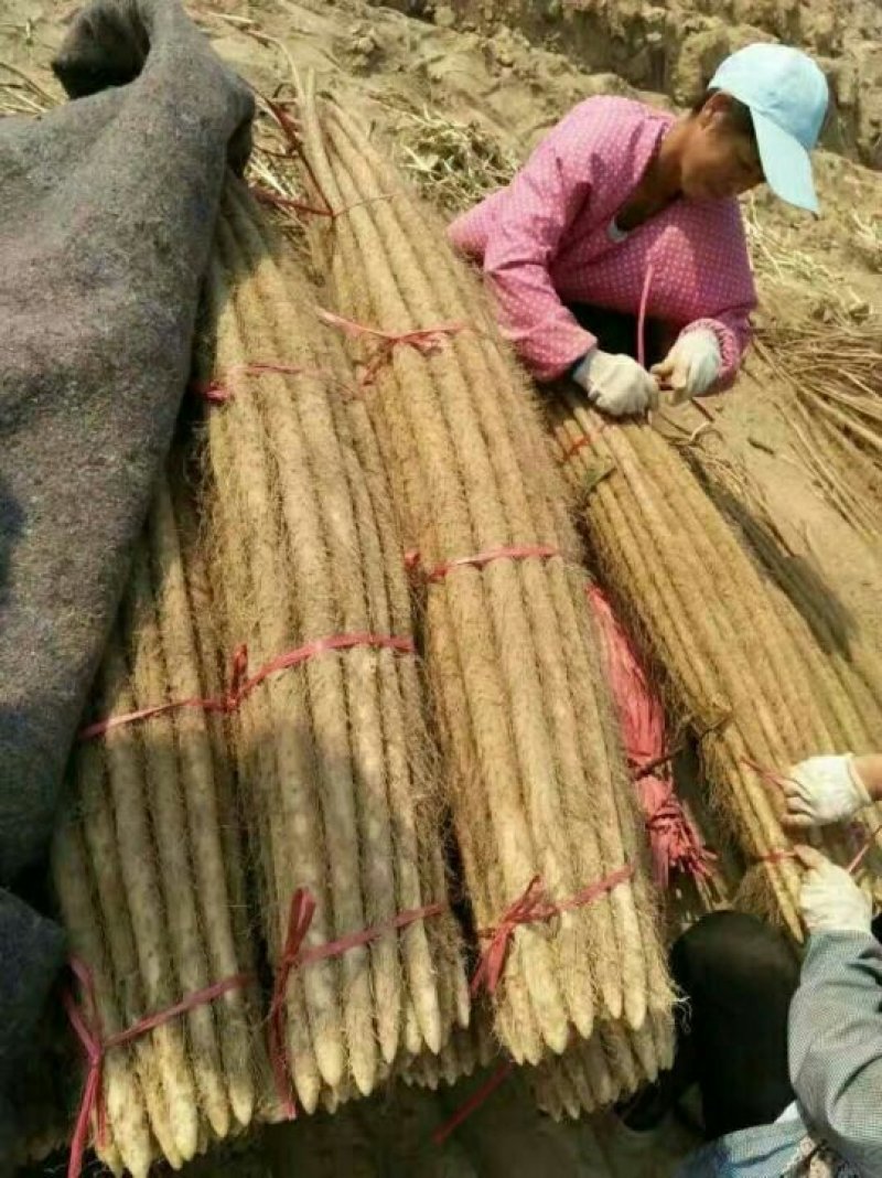 正宗现挖铁棍山药淮山药支持一件代发五斤装