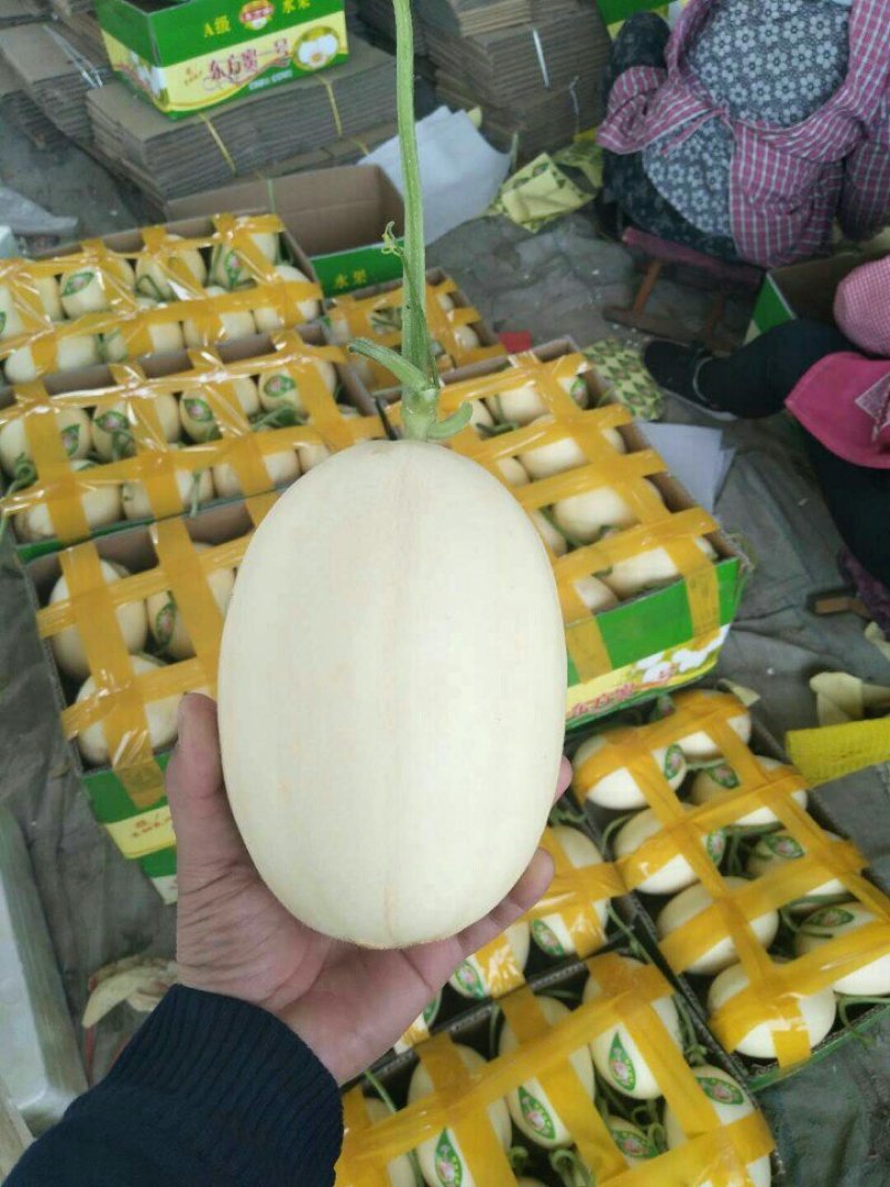 绿宝石，3月份上市绿宝甜瓜脆甜薄皮，