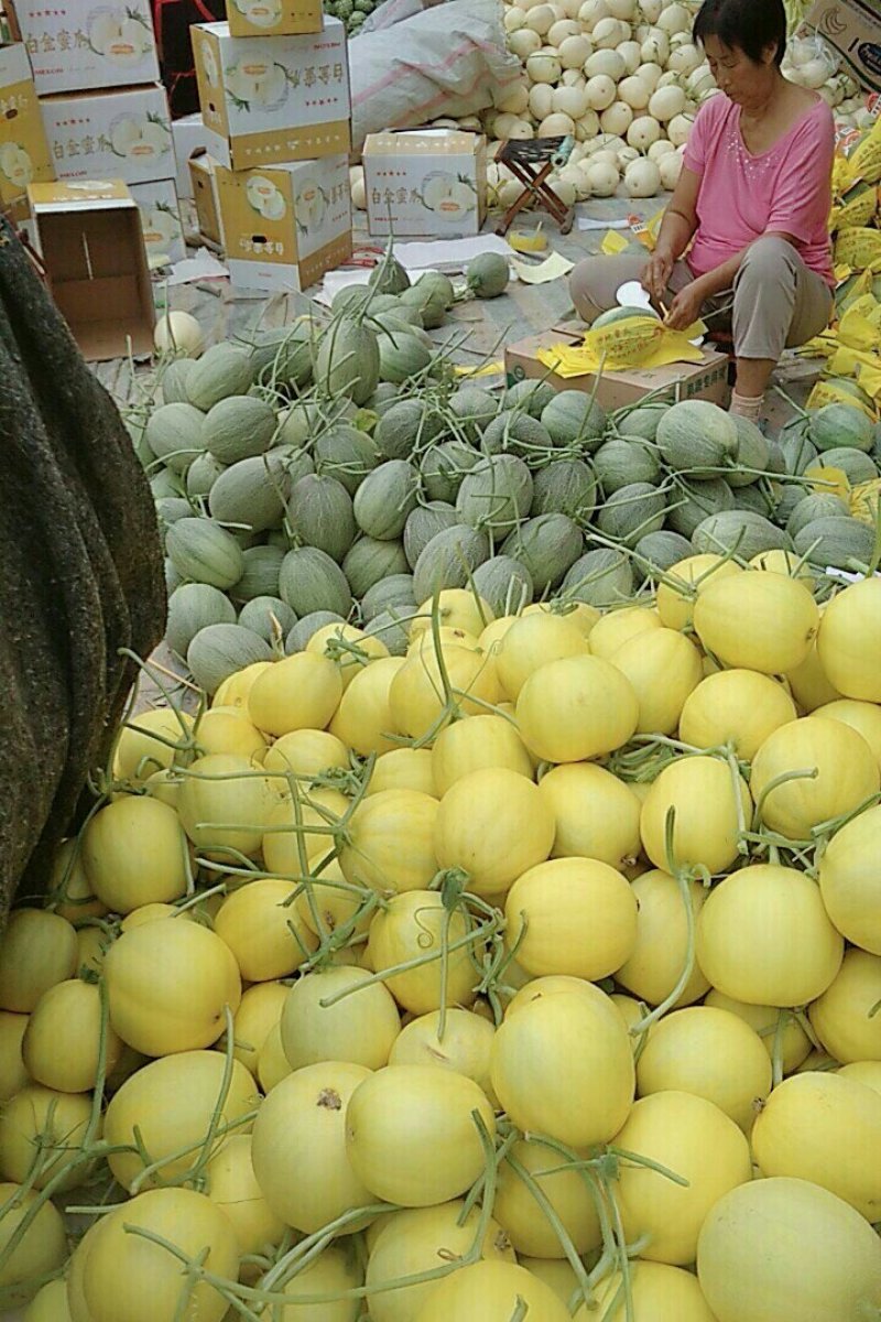 绿宝石，3月份上市绿宝甜瓜脆甜薄皮，