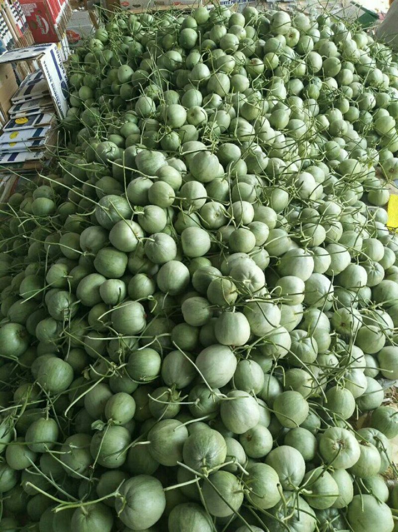 绿宝石，3月份上市绿宝甜瓜脆甜薄皮，