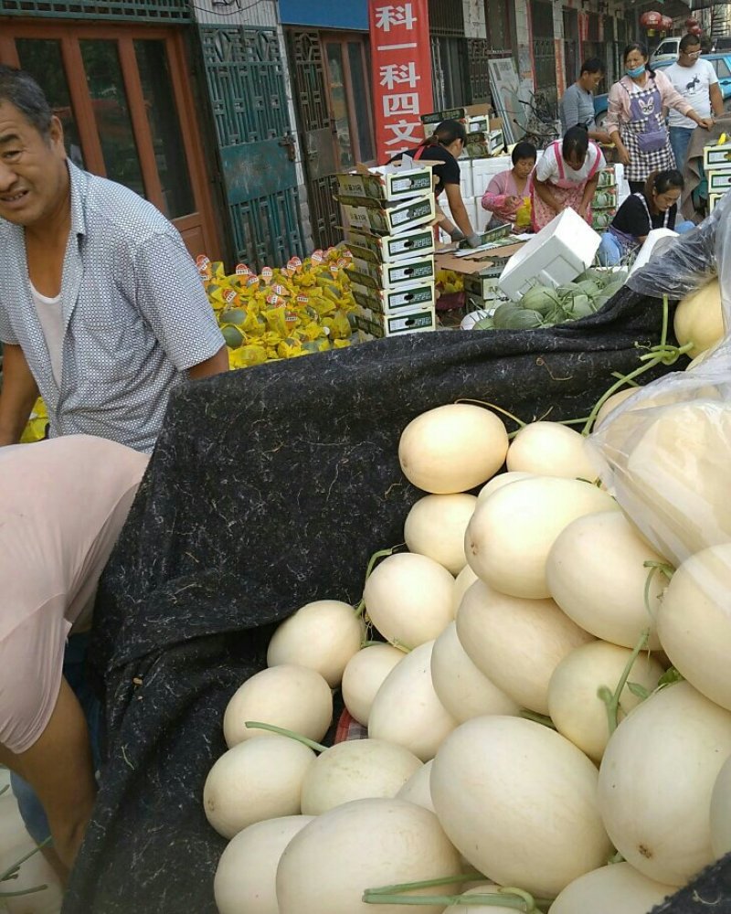 绿宝石，3月份上市绿宝甜瓜脆甜薄皮，