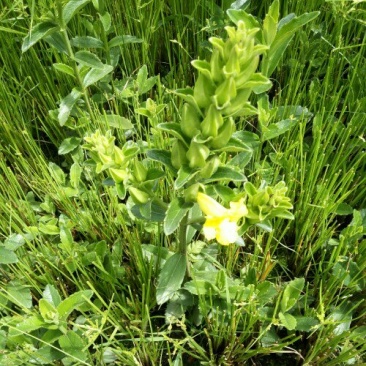 红根野蚕豆