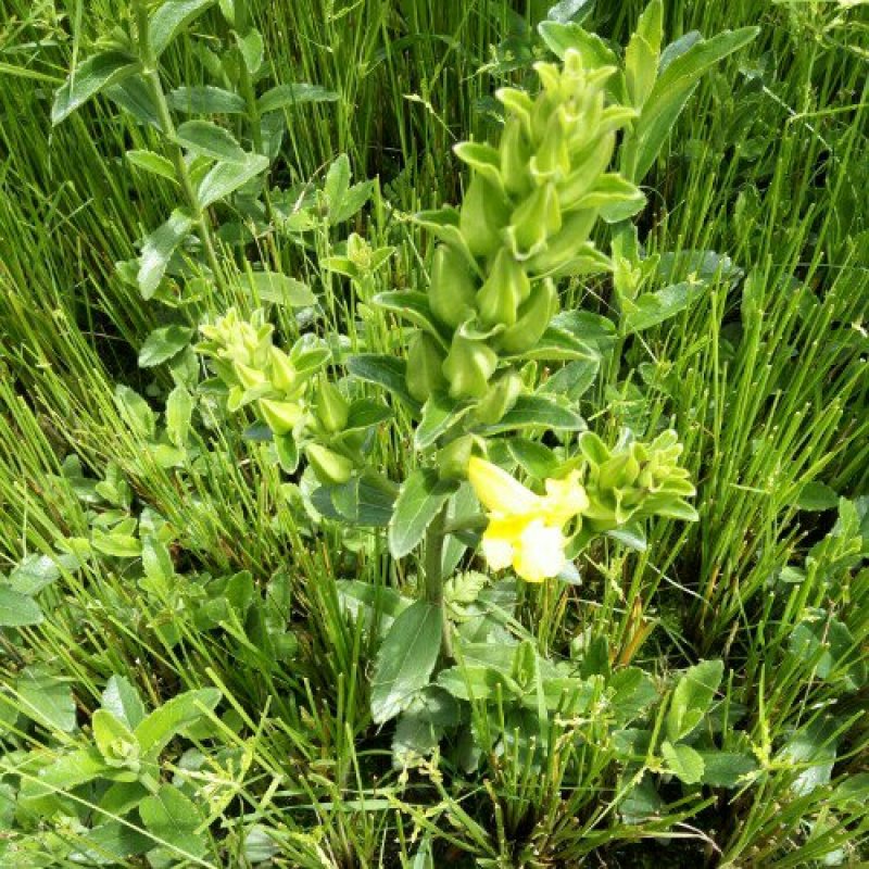 红根野蚕豆