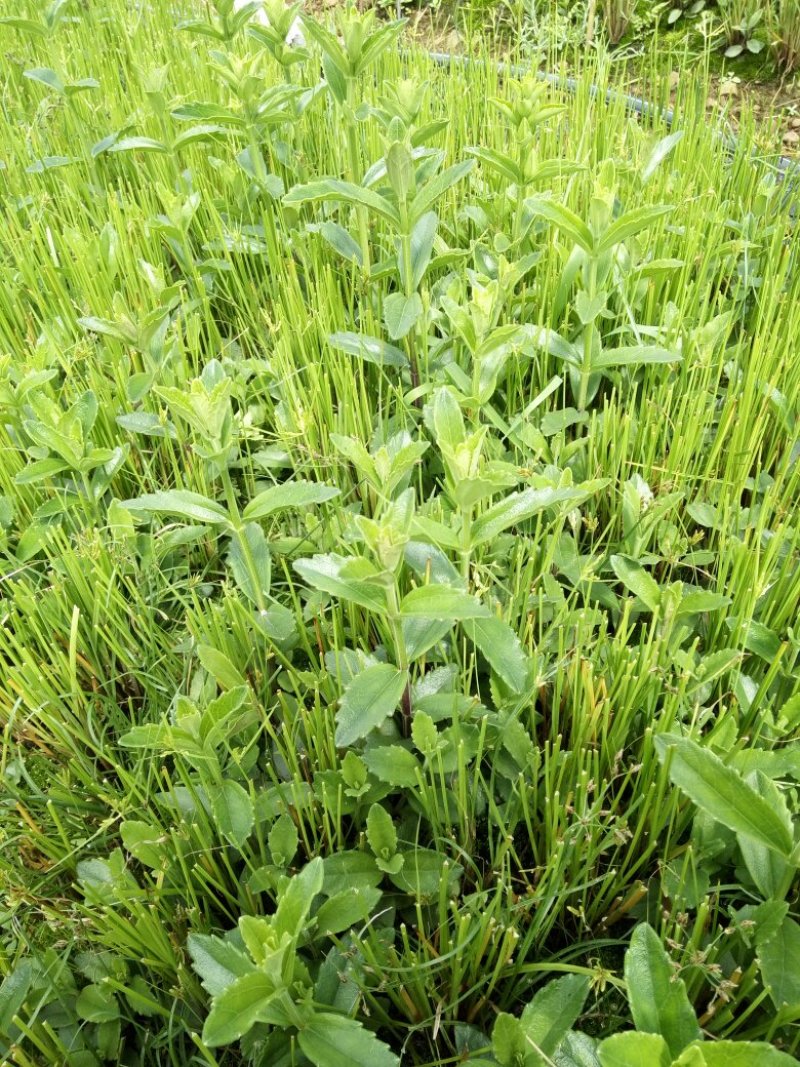 红根野蚕豆