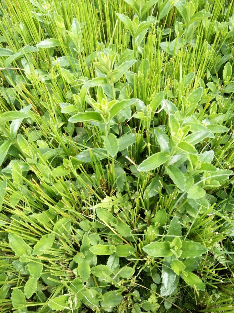 红根野蚕豆
