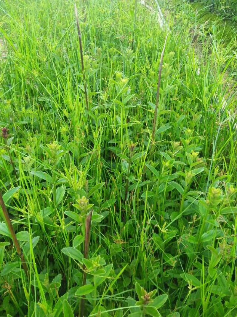 红根野蚕豆