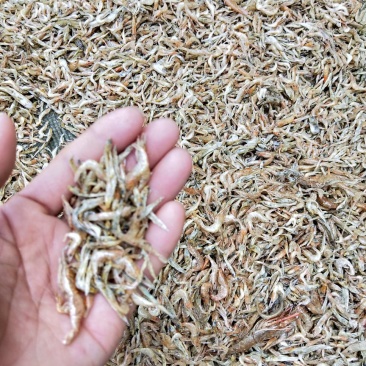 干虾