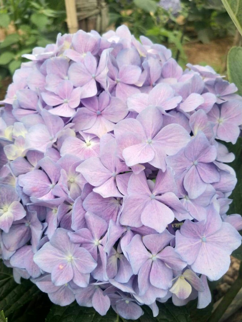 八仙花种苗重瓣绣球苗绿化工程苗盆栽苗批发大海蓝无尽夏苗