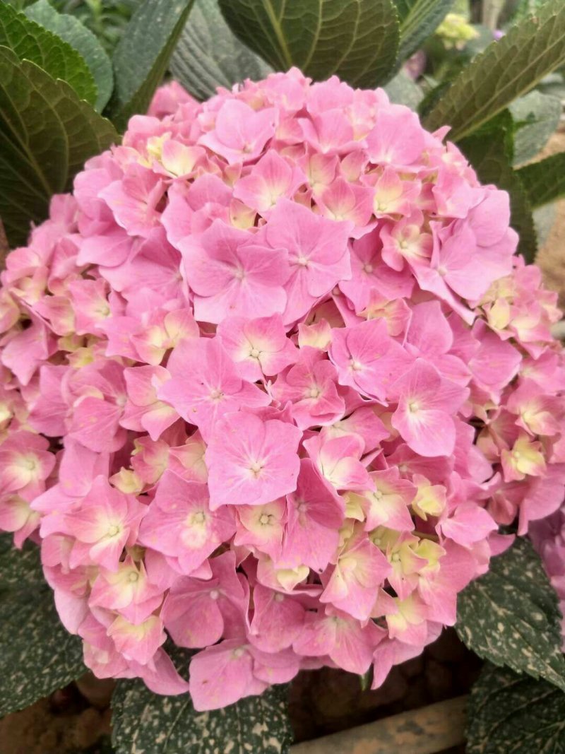 八仙花种苗重瓣绣球苗绿化工程苗盆栽苗批发大海蓝无尽夏苗