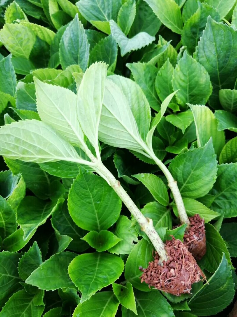 八仙花种苗重瓣绣球苗绿化工程苗盆栽苗批发大海蓝无尽夏苗