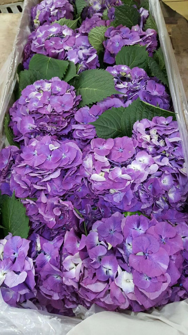 八仙花种苗重瓣绣球苗绿化工程苗盆栽苗批发大海蓝无尽夏苗
