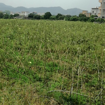 现转租26亩田地