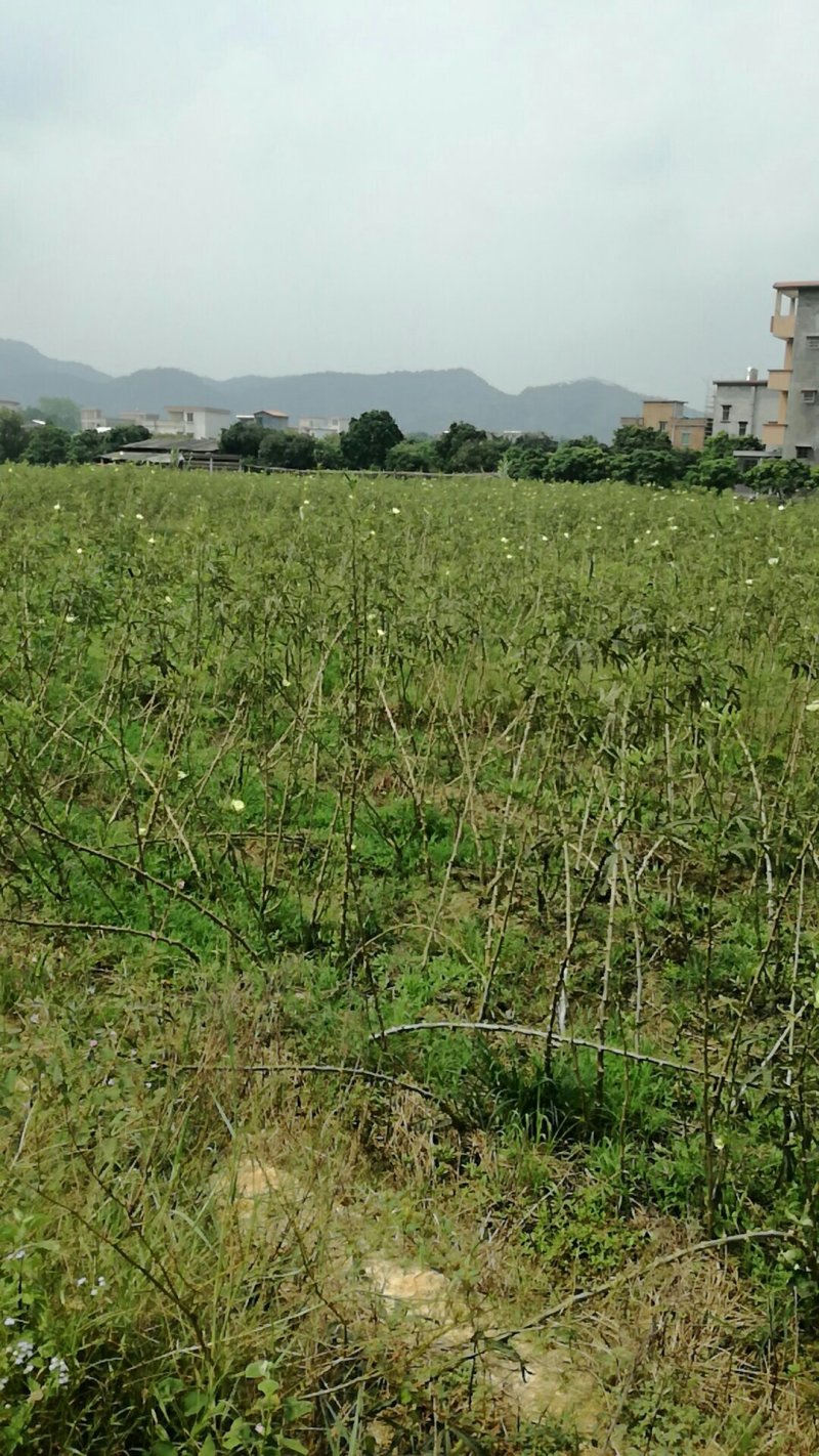 现转租26亩田地