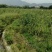 现转租26亩田地
