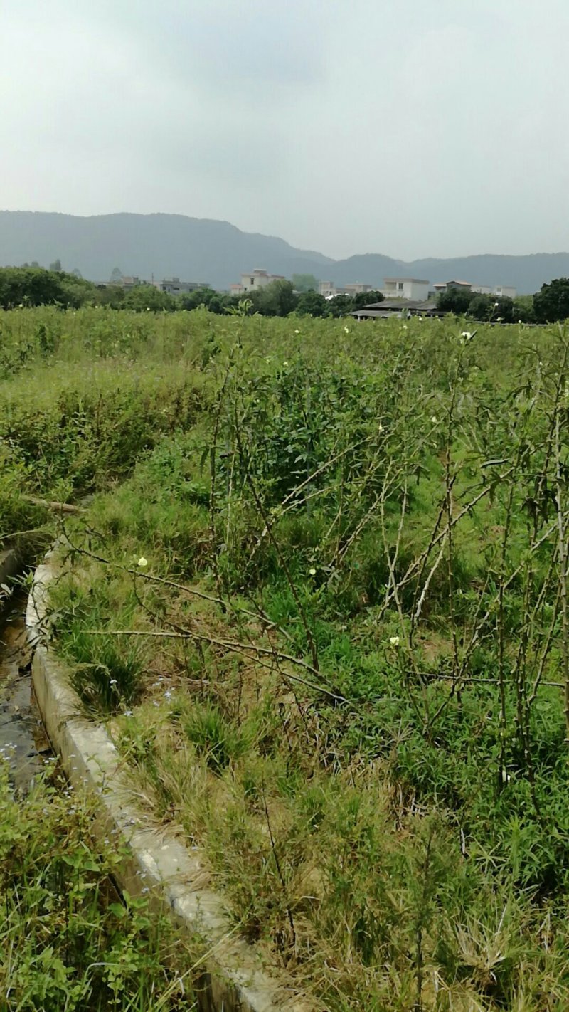 现转租26亩田地